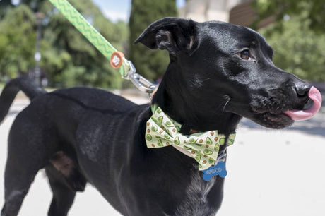 Dukier halsband collar Avocado halsband > hondenhalsband X - Small