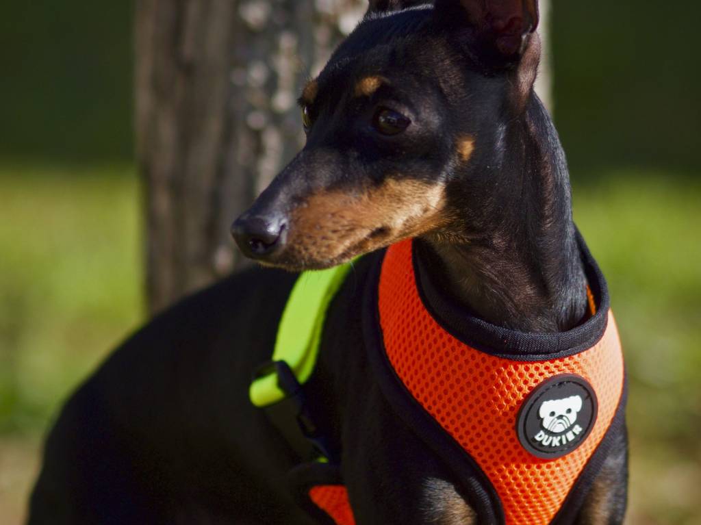 Dukier Reversible Harness Neon - Premium hondentuig > honden harnas from Dukier - Just €22.99! Shop now at Frenkiezdogshop