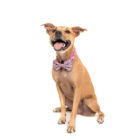 Big and Little Dogs Halsband One of A Kind ( LARGE ) halsband > hondenhalsband Medium