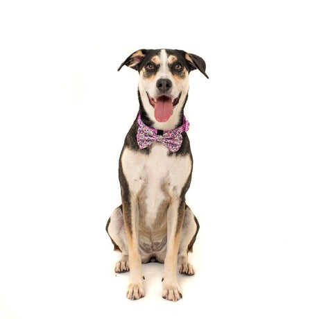 Big and Little Dogs Halsband One of A Kind ( LARGE ) halsband > hondenhalsband Medium