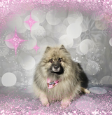 Frenkiez Christmas Bandana Pink Gingerbread Man - Premium Hondenkleding > bandana from Frenkiez - Just €9.99! Shop now at Frenkiezdogshop