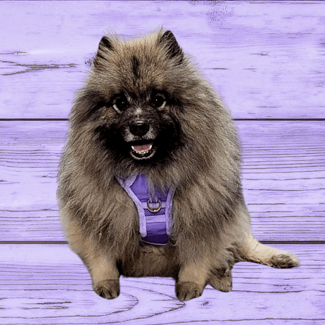 Frenkiez Teddy reflective Y tuig no pull dogharness Luxury Lila hondentuig > honden harnas > Y tuigen X - Small