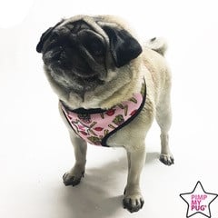 Pimp My Pug Harness Reversible Chips - Premium hondentuig > honden harnas from Pimp My Pug - Just €22.99! Shop now at Frenkiezdogshop