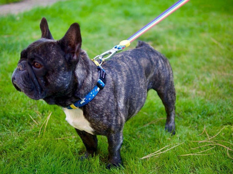 Dukier halsband rainbow ( ALLEEN X - SMALL) halsband > hondenhalsband X - Small