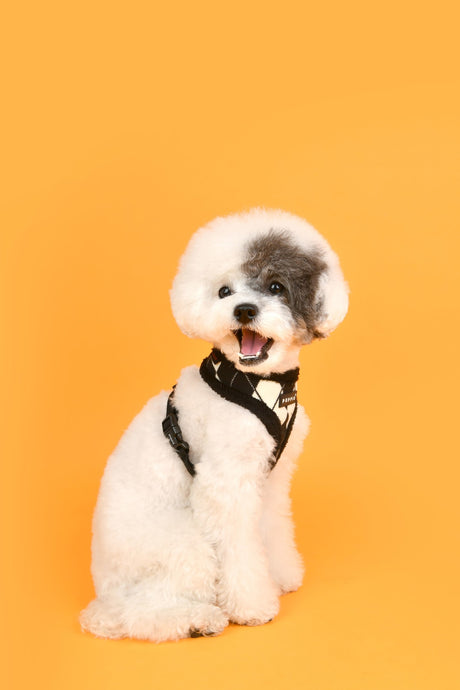 Puppia Jaden Harness Model A Black hondentuig > honden harnas > model A Small