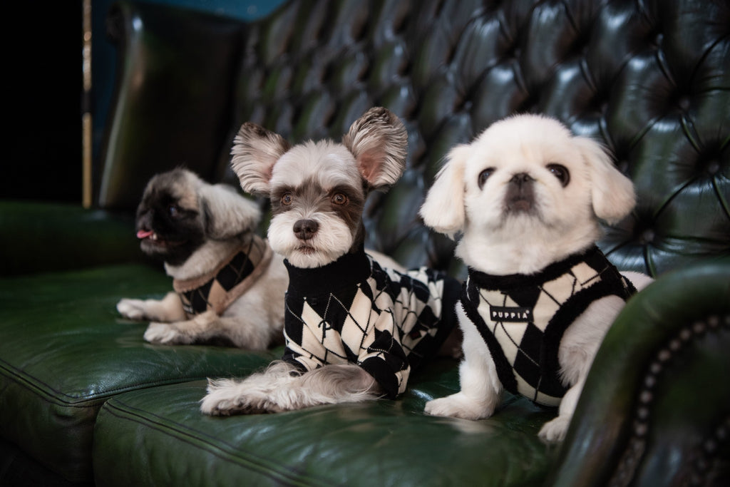 Puppia Jaden Harness Model A Black - Premium hondentuig > honden harnas from Puppia - Just €23.99! Shop now at Frenkiezdogshop