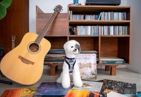 Puppia Elyse Harness Model A Navy Hondenkleding > Hondentrui Small