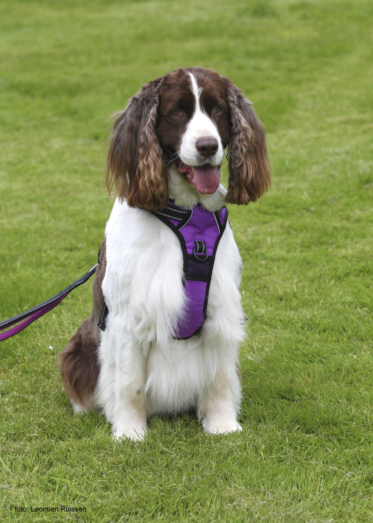 Frenkiez reflective no pull dog harness purple - Premium hondentuig > honden harnas from Frenkiez - Just €17.99! Shop now at Frenkiezdogshop