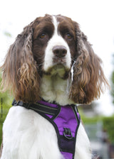 Frenkiez reflective no pull dog harness purple - Premium hondentuig > honden harnas from Frenkiez - Just €17.99! Shop now at Frenkiezdogshop