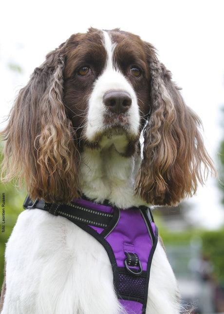 Frenkiez reflective no pull lockable dog harness purple hondentuig > honden harnas > Y tuigen Small