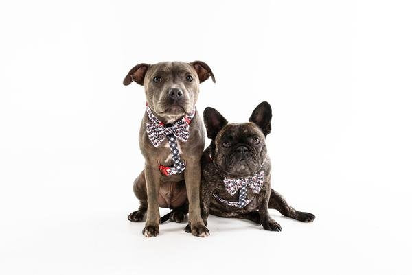 Big and Little Dogs Strap Harness Panda Panda ( Large ) - Premium hondentuig > honden harnas from Big and Little Dogs - Just €19.99! Shop now at Frenkiezdogshop