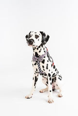 Big and Little Dogs Strap Harness Panda Panda ( Large ) - Premium hondentuig > honden harnas from Big and Little Dogs - Just €19.99! Shop now at Frenkiezdogshop