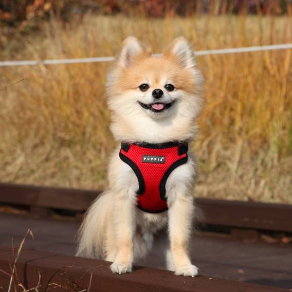 Puppia Soft Harness model C Red - Premium hondentuig > honden harnas from Puppia - Just €23.99! Shop now at Frenkiezdogshop