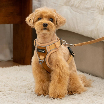 Puppia Terry Harness H Beige - Hondentuig Maat Small – Frenkiezdogshop