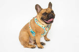 Big and Little Dogs Adjustable Dog Harness Peanut Butter Jelly Time ( XLARGE ) - Premium hondentuig > honden harnas from Big and Little Dogs - Just €25.99! Shop now at Frenkiezdogshop