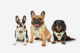 Big and Little Dogs Adjustable Dog Harness Peanut Butter Jelly Time ( XLARGE ) - Premium hondentuig > honden harnas from Big and Little Dogs - Just €25.99! Shop now at Frenkiezdogshop