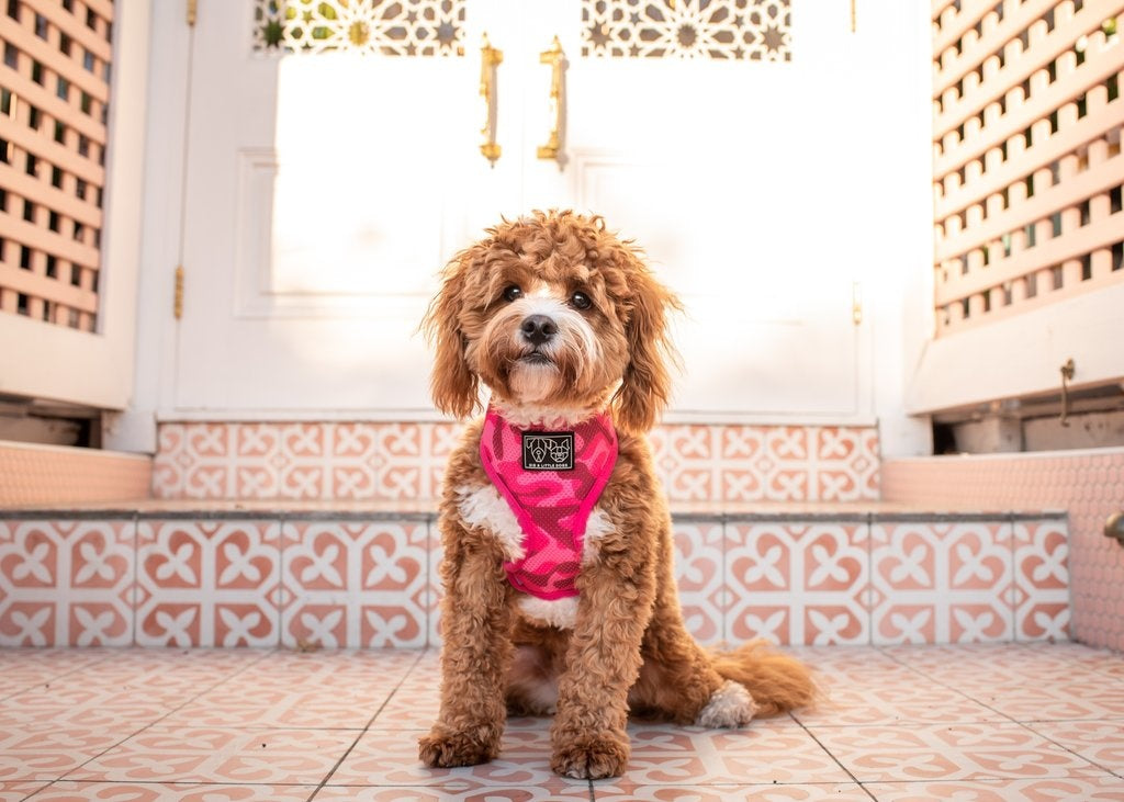 Big & Little Dogs Classic Harness Pink Camo ( XXLARGE ) - Premium hondentuig > honden harnas from Big and Little Dogs - Just €19.99! Shop now at Frenkiezdogshop