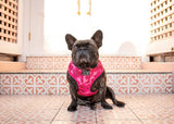 Big & Little Dogs Classic Harness Pink Camo ( XXLARGE ) - Premium hondentuig > honden harnas from Big and Little Dogs - Just €19.99! Shop now at Frenkiezdogshop