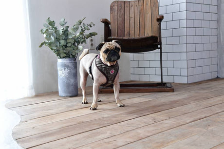 Pinkaholic Da Vinci Harness brown hondentuig > honden harnas > model A Small