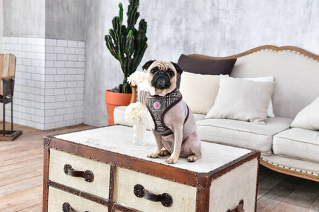 Pinkaholic Da Vinci Harness brown hondentuig > honden harnas > model A Small