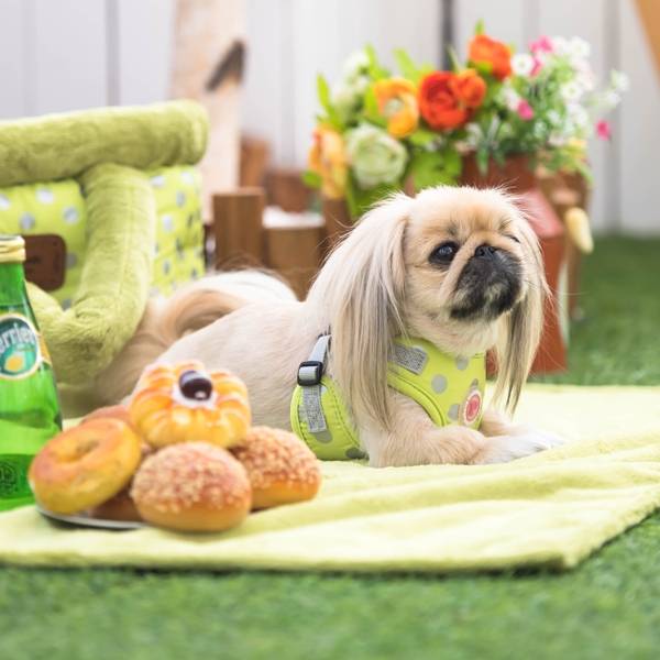 Pinkaholic Honden Deken Chic Lime - Premium Hondendeken > dog blanket from Pinkaholic - Just €29.99! Shop now at Frenkiezdogshop