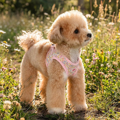 Pinkaholic Ione Vest Harness Light Pink – Zacht Katoenen Hondentuigje voor Kleine Honden hondentuig > honden harnas > model B Small