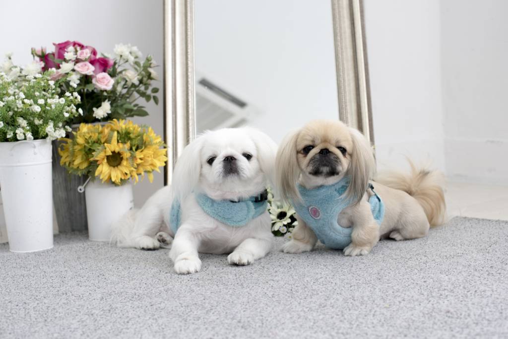 Pinkaholic Iva Harness model C Aqua - Premium hondentuig > honden harnas from Pinkaholic - Just €28.99! Shop now at Frenkiezdogshop