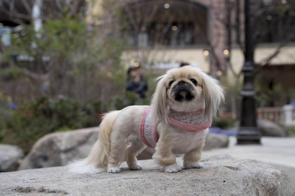 Pinkaholic Margaux Pinka Harness Indian Pink - Premium hondentuig > honden harnas from Pinkaholic - Just €24.99! Shop now at Frenkiezdogshop