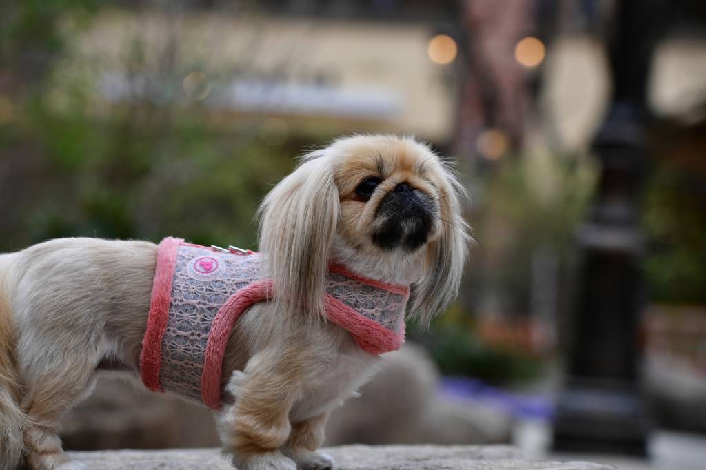 Pinkaholic Margaux Pinka Harness Indian Pink - Premium hondentuig > honden harnas from Pinkaholic - Just €24.99! Shop now at Frenkiezdogshop