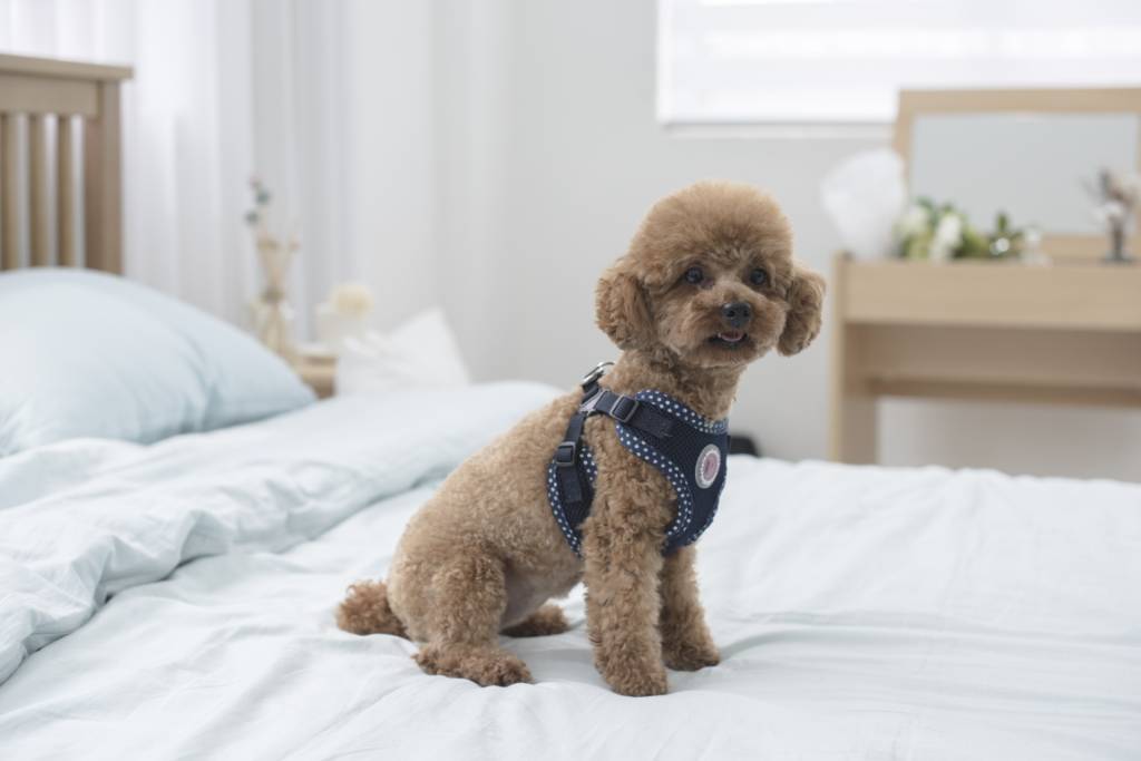 Pinkaholic Niki Harness model C Navy - Premium hondentuig > honden harnas from Pinkaholic - Just €24.99! Shop now at Frenkiezdogshop