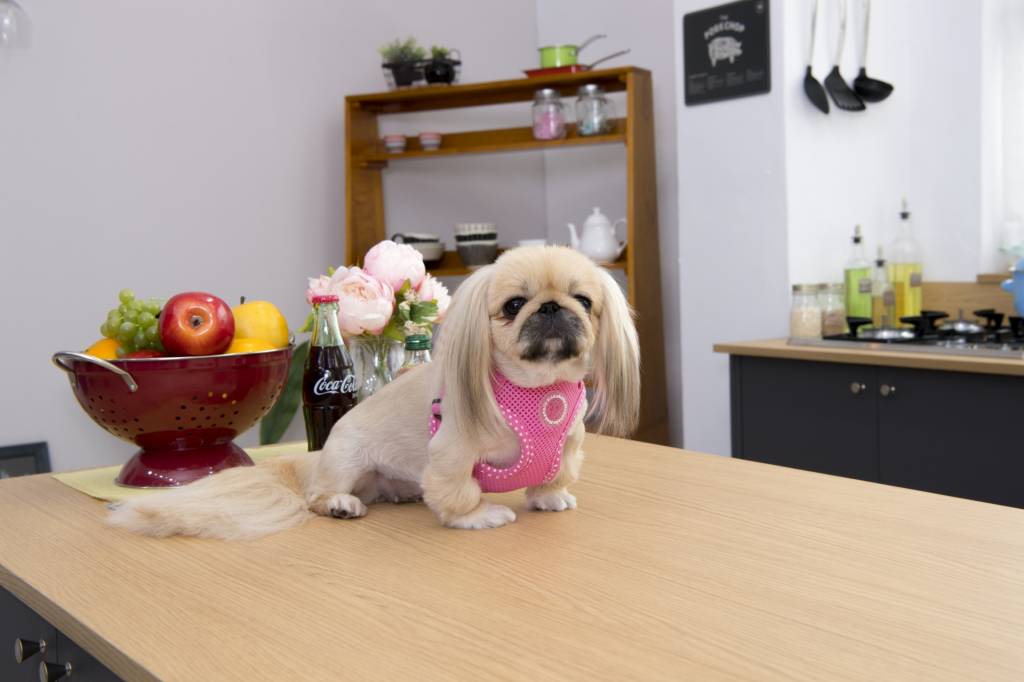 Pinkaholic Niki Harness model C Pink - Premium hondentuig > honden harnas from Pinkaholic - Just €24.99! Shop now at Frenkiezdogshop