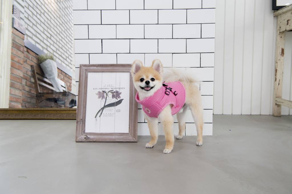 Pinkaholic Niki V Harness Pink - Premium hondentuig > honden harnas from Pinkaholic - Just €29.99! Shop now at Frenkiezdogshop