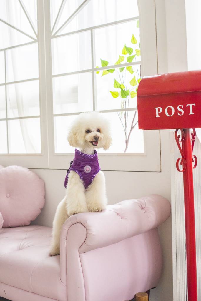 Pinkaholic Niki V Harness Purple hondentuig > honden harnas > overige modellen Small