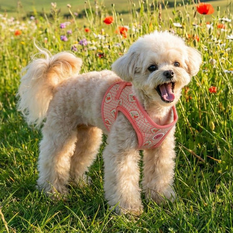 Pinkaholic Trixie Vest Harness Indian Pink – Zacht Katoenen Hondentuigje voor Kleine Honden hondentuig > honden harnas > model B Small