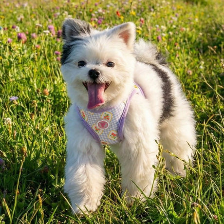 Pinkaholic Trixie Vest Harness Violet – Zacht Katoenen Hondentuigje voor Kleine Honden hondentuig > honden harnas > model B Small