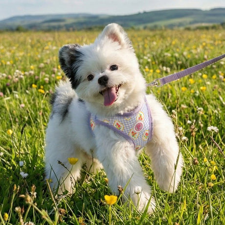 Pinkaholic Trixie Vest Harness Violet – Zacht Katoenen Hondentuigje voor Kleine Honden hondentuig > honden harnas > model B Small