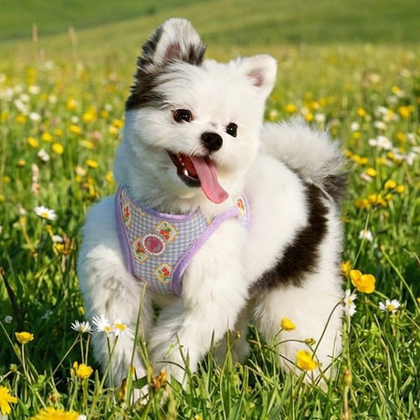 Pinkaholic Trixie Vest Harness Violet – Zacht Katoenen Hondentuigje voor Kleine Honden hondentuig > honden harnas > model B Small