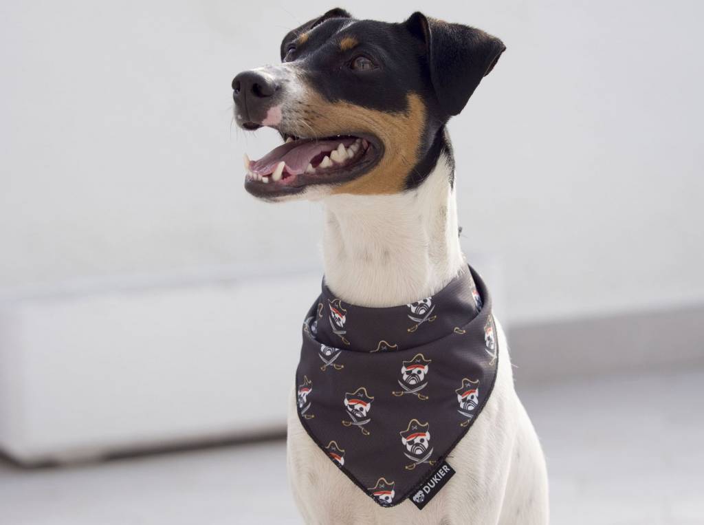 Dukier Bandana pirate - Premium Hondenkleding > bandana from Dukier - Just €8.99! Shop now at Frenkiezdogshop