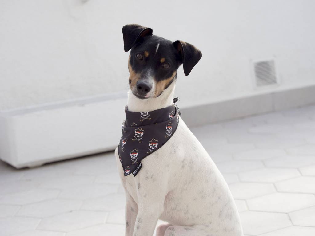 Dukier Bandana pirate - Premium Hondenkleding > bandana from Dukier - Just €8.99! Shop now at Frenkiezdogshop