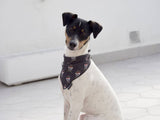 Dukier Bandana pirate - Premium Hondenkleding > bandana from Dukier - Just €8.99! Shop now at Frenkiezdogshop