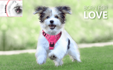 Frenkiez Y tuig dogharness reflective Pink ( matching straps ) hondentuig > honden harnas > Y tuigen Small