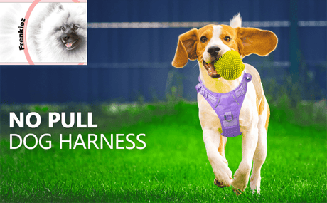 Frenkiez Y tuig dogharness reflective Lila ( matching straps ) hondentuig > honden harnas > Y tuigen Small