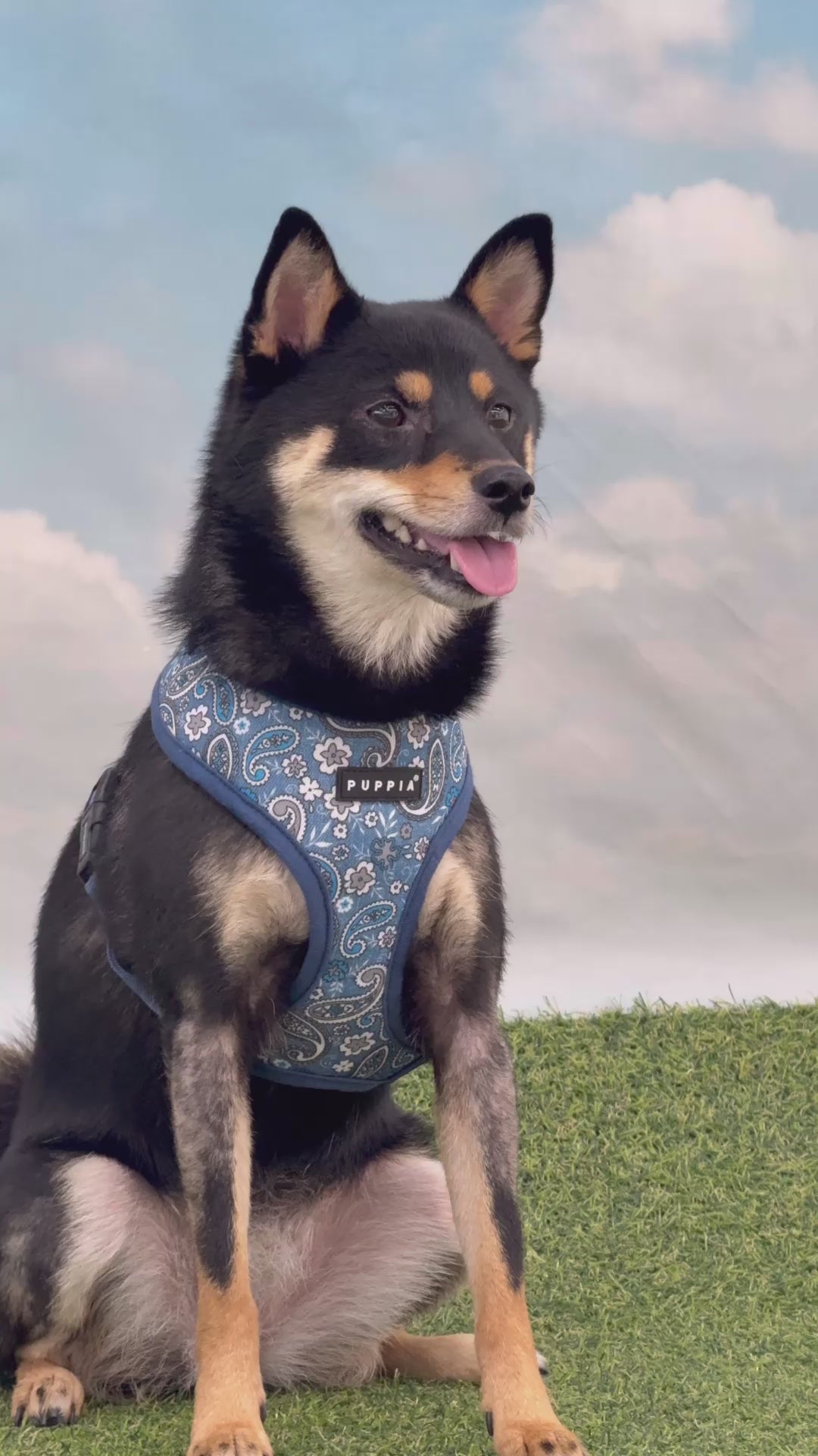 Puppia Cynthia Harness Model A Blue