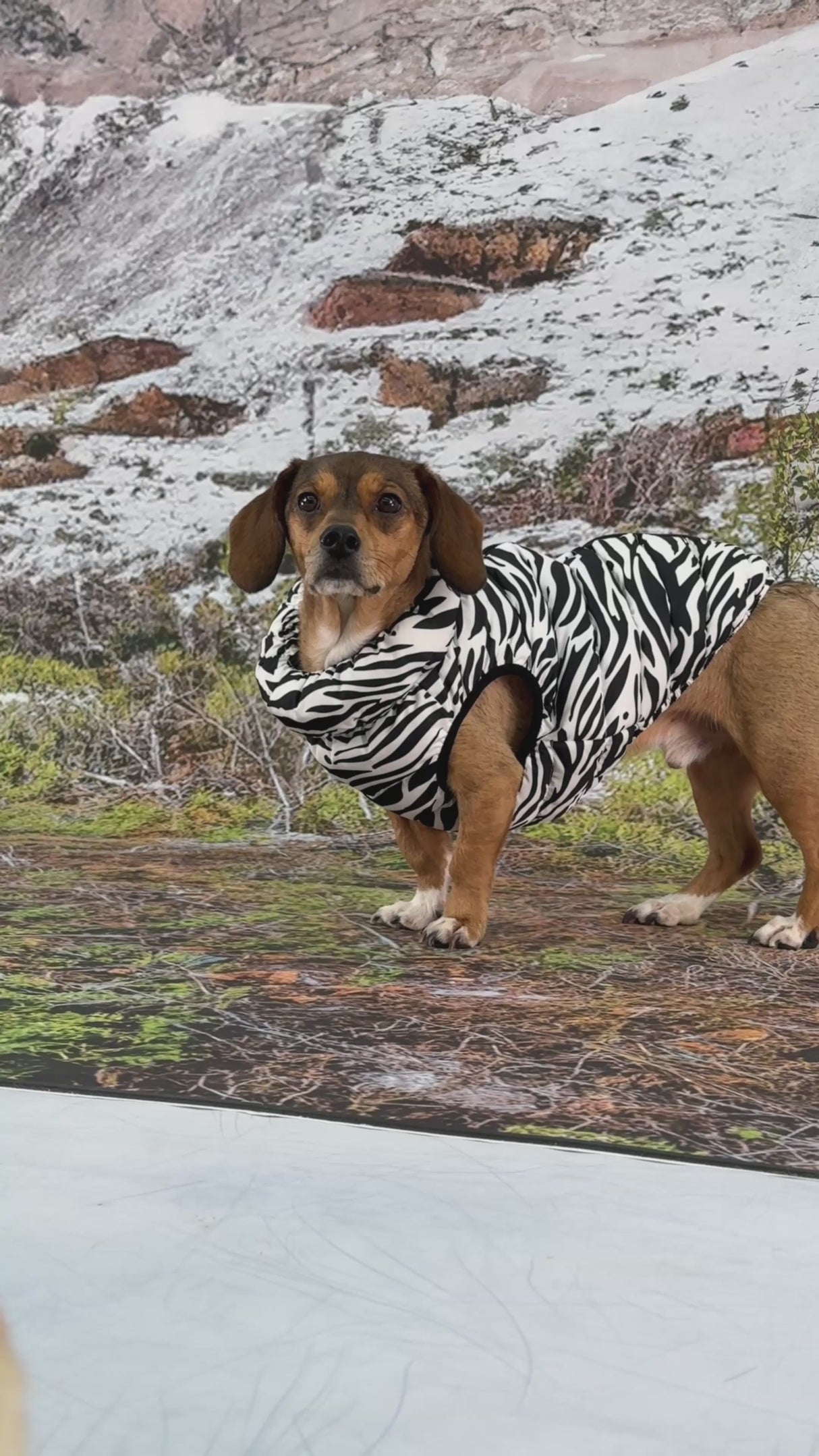 Puppia Cotton Touch Harness Pullover Mint