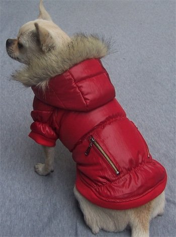 Windbreaker rood - Premium Hondenkleding > hondenjas from Frenkiezdogshop - Just €14.99! Shop now at Frenkiezdogshop