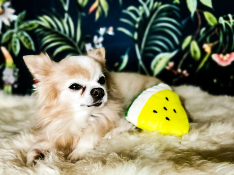 Frenkiez Fruitz Melon Hondenspeeltje > Hondenspeelgoed Standaard/One Size