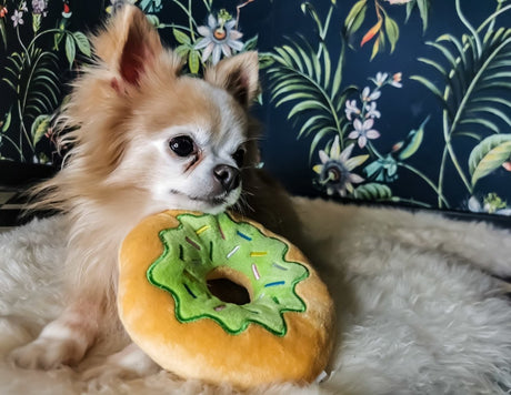 Frenkiez Sweetz Green Donut Hondenspeeltje > Hondenspeelgoed one - size