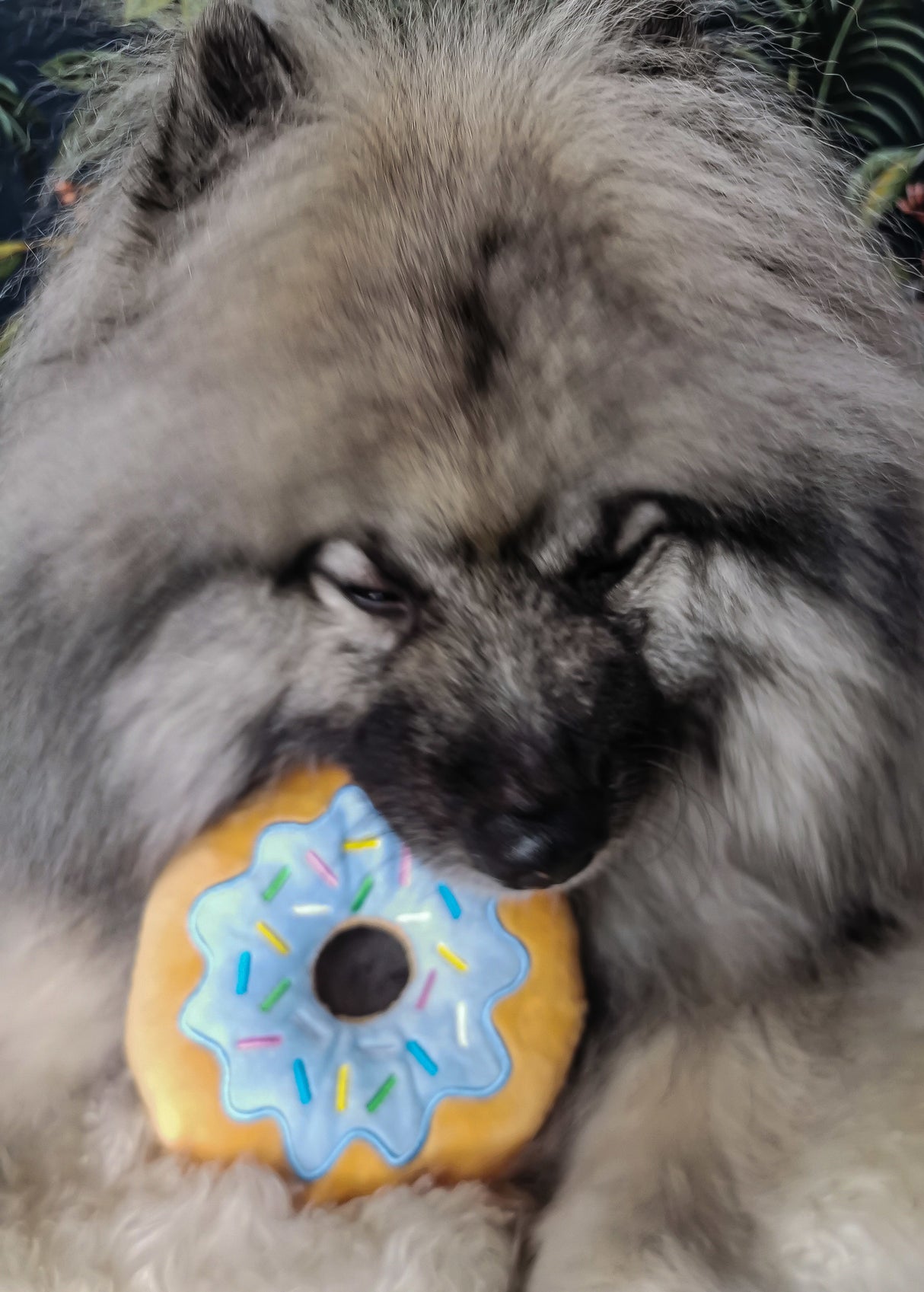 Frenkiez Sweetz Lightblue Donut - Premium Hondenspeeltje > Hondenspeelgoed from Frenkiez - Just €9.99! Shop now at Frenkiezdogshop