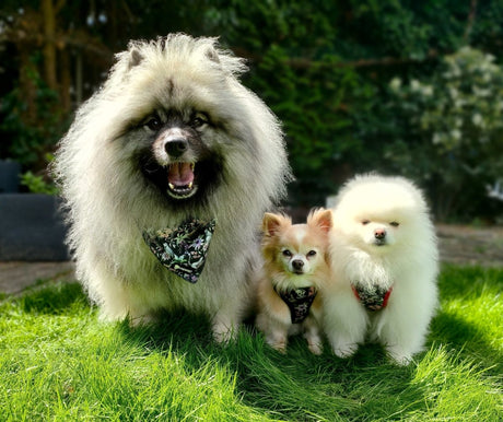 Frenkiez Step In Harness Maki Flower hondentuig > honden harnas > model B X - Small