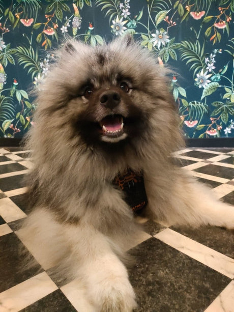 Frenkiez reflective Y tuig no pull dogharness Dark Leopard hondentuig > honden harnas > Y tuigen X - Small